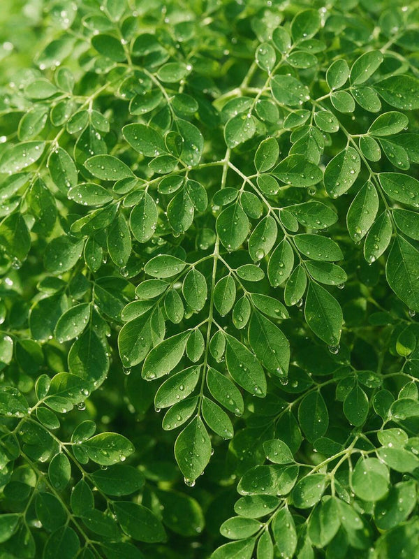 Botanical Extracts