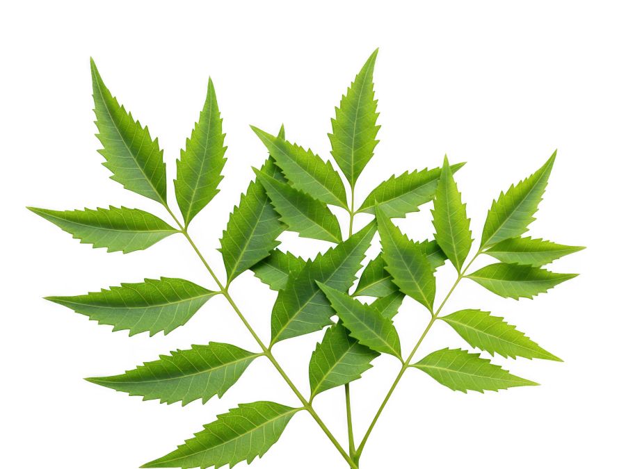Neem